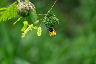 Golden Backed Weaver