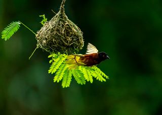 Golden Backed Weaver