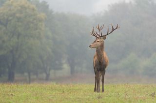 Deer