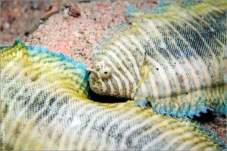 Продам коврики самотканые с морскими мотивами, недорого.