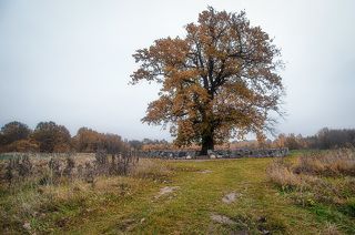 600летний черешчатый дуб. Захоронение павших воинов в 1-й мировой войне. Калининградская обл.