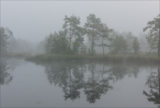 Сосновое кружево августовского утра