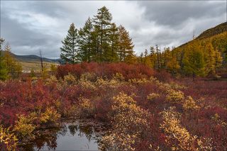 Остатки красных берёзок