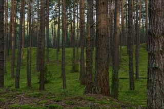 Старый сосновый лес сентябрьским утром (3)