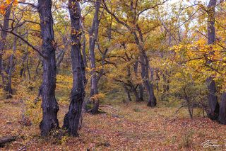 Самурский лес, фото 2