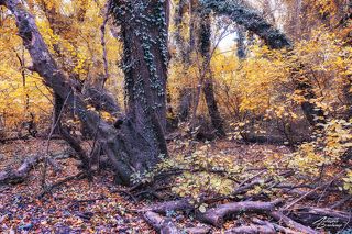 Самурский лес, фото 3