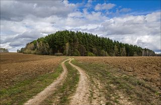 Краеугольный лес в апреле