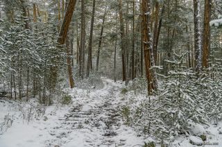 02 Экотропа через знаменитый сосновый лес Баксана