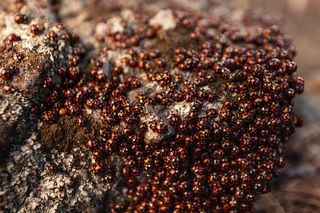 Колония божьих коровок-арлекинов (гармония изменчивая -  Harmonia axyridis f. axyridis)