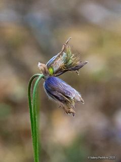 02 Увядающая роскошь по-своему красива