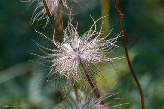 01 В этом году из-за работы и другой суматохи я не смог приехать в Мещёру на цветение Сон-травы, зато в июне меня встретили эффектные супер-одуванчики…
