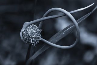 Космос на соседней грядке3