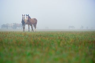 Лошади, утро, туман...