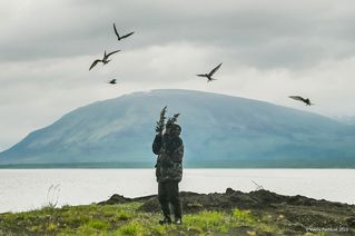 03 … и всей стаей активно защищают свои гнёзда с яйцами и птенцов от непрошенных гостей
