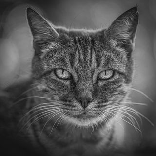 «Матильда» - Подруга «Бонзы», умелая манипулятор, всех детей распихивает Кожаным через посредников. К вербовке не пригодна.