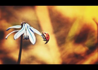 Приключения коровки -\