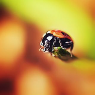 Приключения коровки-\