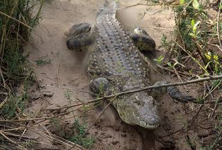 Обычно крокодил ползает на животе, но может также ходить, приподняв туловище. Не особо крупные особи способны пробегать небольшое расстояние галопом, развивая скорость 12—14 км/ч.