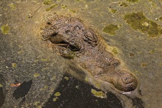 Вообще нильские крокодилы – твари довольно противные. Достигая 5 метров в длину и  тонны весом, они являются самыми большими из 3 видов крокодилов, обитающих в Африке. Благодаря своим размерам и силе, нильский крокодил известен как крокодил-людоед.
