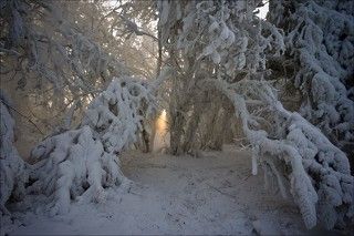 низкие температуры и высокая влажность из-за незамерзающего Енисея делают свое дело - ветки деревьев покрываются толстым слоем инея.