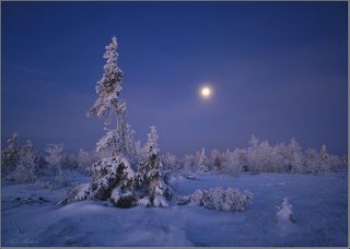 Зимние песни под луной