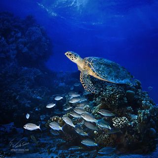 Красное море. Большая зелёная морская черепаха.