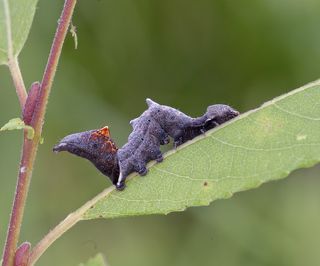 Хохлатка-зигзаг - Notodonta ziczac (гусеница)