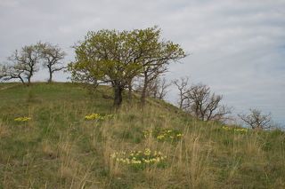 Цветет ирис низкий (Iris pumila).