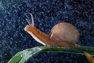 Snails favorite weather (Любимая погода улиток)