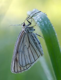 Nikon Micro-Nikkor AF 200/4