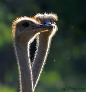 Common Ostrich,,,,,masai mara kenya
1/800s, f/4, ISO 250
Focal: 300mm
NIKON D7000