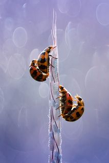 lady bug mating