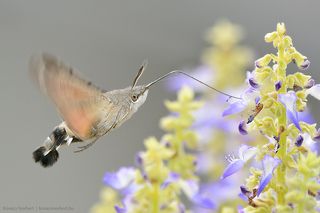 Gleaning. 
Hummingbird Hawk-moth