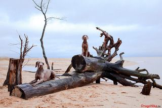 Веймаранеры