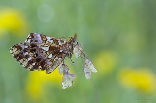 Boloria dia