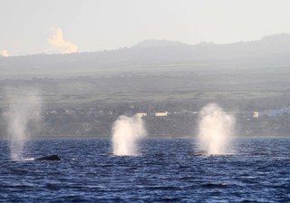 В это время года киты приплывают на Гаваи рожать. Когда китёныш наберётся сил, они поплывут на север, к берегам Чукотки, Аляски и Канады.