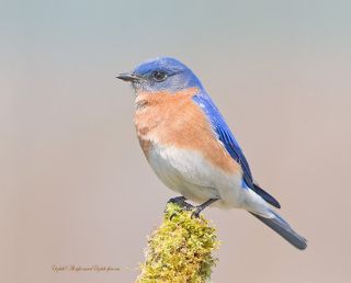 Лазурные птицы встречаются в Америке - в их единственном ареале.
Питаются насекомыми, хотя иногда переходят на питание ягодами. Птица питается насекомыми, пауками и ягодами.