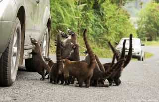 На дорогах Коста-Рики коати устраивают набеги на проезжающие машины с целью выклянчить еду.