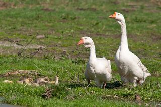 В солнечный денек папа-гусак и мама-гусыня вывели своих гусят на болотце...