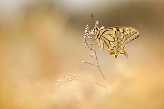 Papilio machaon