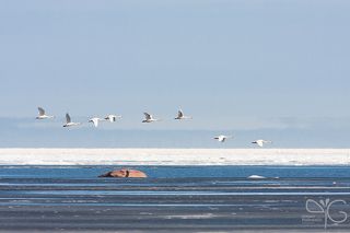 Лебеди-кликуны во время весенней миграции на Финском заливе под Петербургом