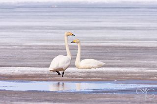 Пара лебедей отдыхает на льду.
