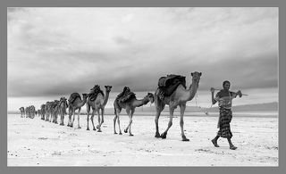 Азалаи....Соляные Караваны....иногда до 100 верблюдов в цепочке....
Соль в Африке всегда была на вес золота,и ее часто так и называли - Белое Золото.
Добычей и транспортировкой соли испокон веков занимались определенные кланы- в Мали и Нигере это туареги, кочевой народ Сахары, в Эфиопии -афары и тиграи.
Этот караван я сфотографировала в самом труднодоступном и не гостеприимном месте северо-восточной Африки - низменности Данакили, на Соленом озере Ассаль.