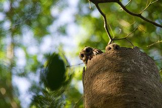 Если долго всматриваться в дерево - дерево начнет всматриваться в тебя... Кубинские совки (ударение на \