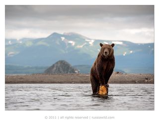 Медвежонок обнаружил стоявший в воде пень, поставил на него передние лапы, чтобы иметь обзор речки и проходящей по ней изредка рыбы.