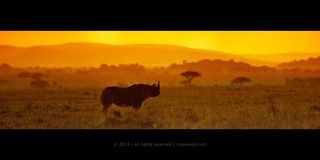 Черный носорог на закате в открытой саванне