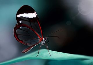 Glasswinged butterfly (Greta oto)