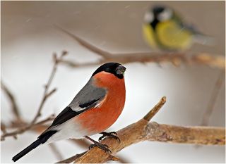 Две красочные птахи во время легкого снегопада