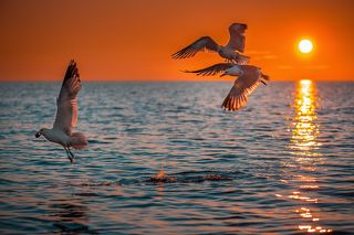 Чайки над Белым морем