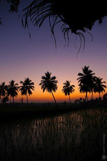 закат над рисовым полем